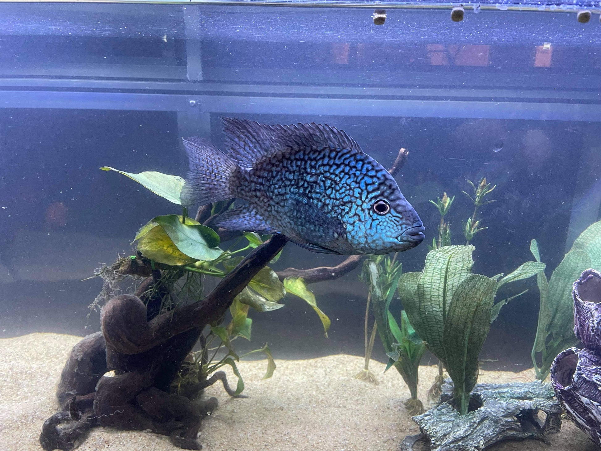 Carpintis Cichlid (Herichthys carpintis) AMERICAN CICHLID Danaqua Live Fish & More