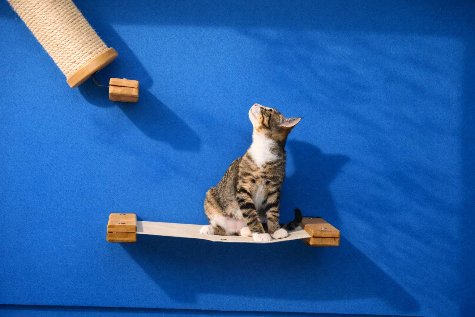Hanging Cat Bed Hammock Cat Hammock Catastrophic Creations