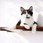 Hanging Cat Bed Hammock English Chestnut Bamboo Natural Canvas 18" Cat Hammock Catastrophic Creations