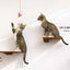 Cat Climbing Shelf Cat shelves/bed Catastrophic Creations