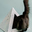 'Oasis' Cardboard Cat Pyramid KittyKardboard