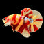 Betta Nemo (Male) BETTA Danaqua Live Fish & More