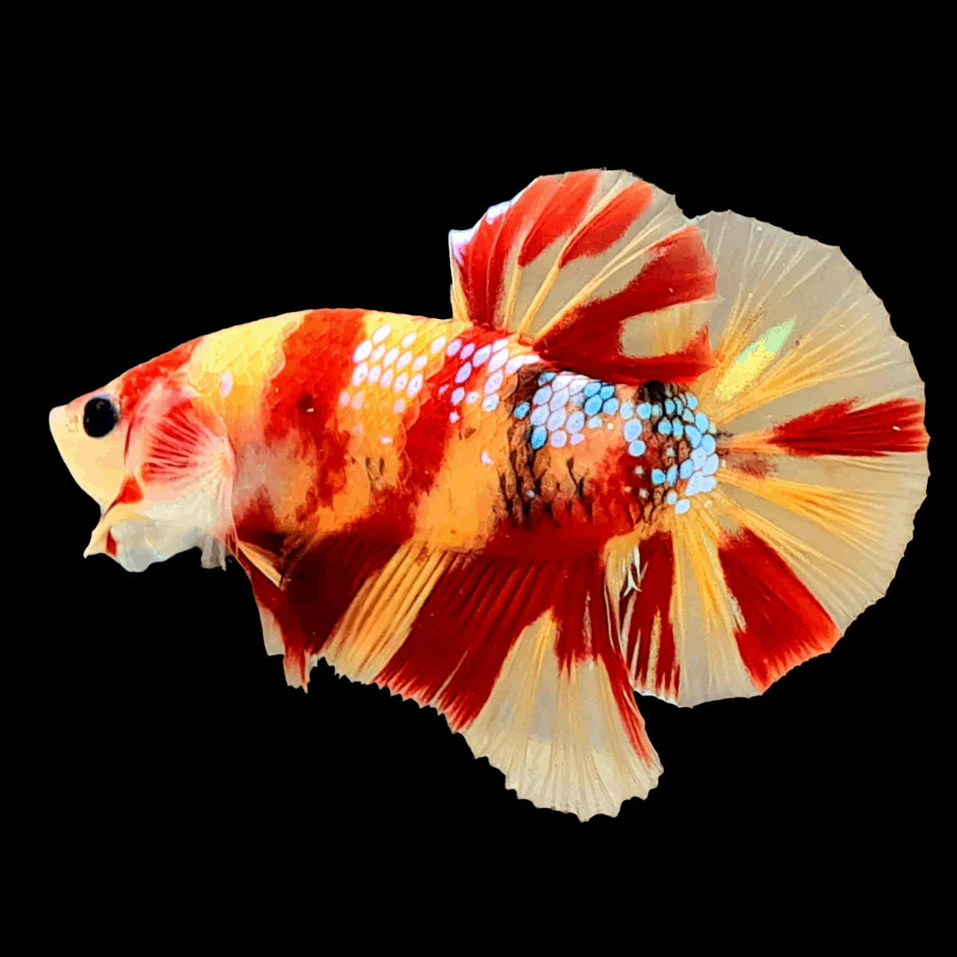 Betta Nemo (Male) BETTA Danaqua Live Fish & More