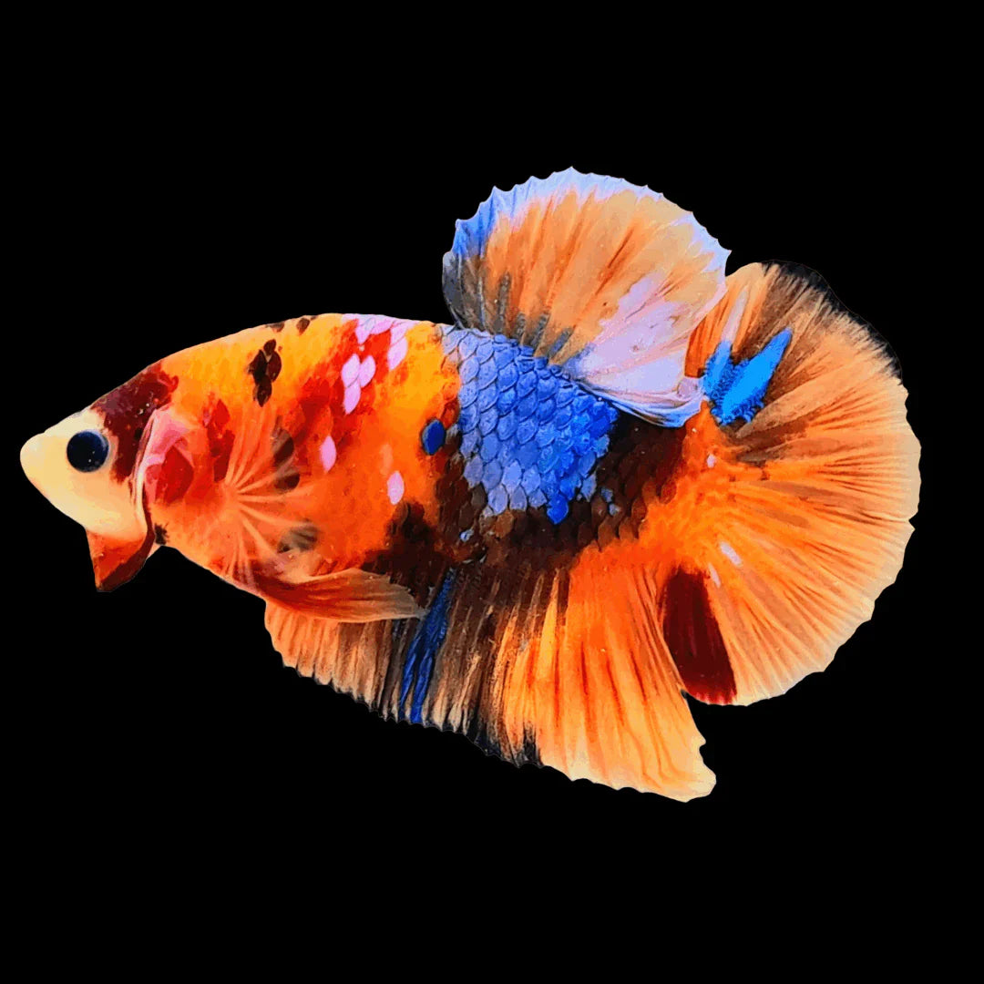 Betta Nemo (Male) BETTA Danaqua Live Fish & More