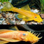L144 Blue Eye Lemon Bristlenose Pleco (Ancistrus sp) 4"+ BREEDING PAIR (ADULT SHORTFIN) PLECO Danaqua Live Fish & More