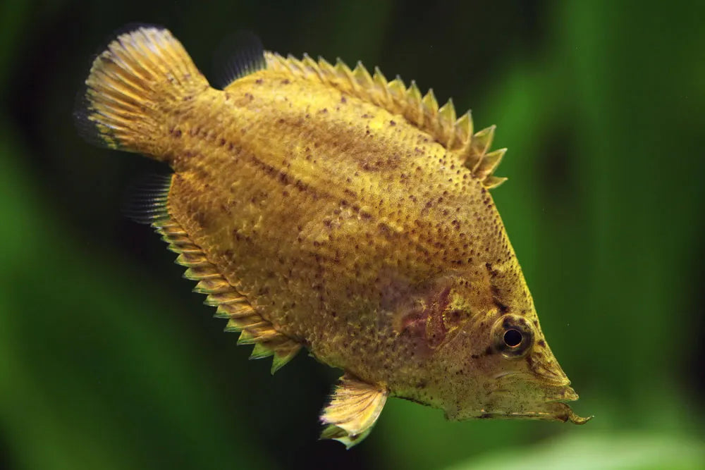 Leaf Fish Amazon Leaf Fish (Monocirrhus polyacanthus) MISCELLANEOUS Danaqua Live Fish & More