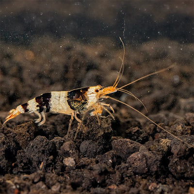Black & White Shrimp SHRIMP Danaqua Live Fish & More