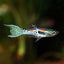 Assorted Endler's Livebearer GUPPY Danaqua Live Fish & More