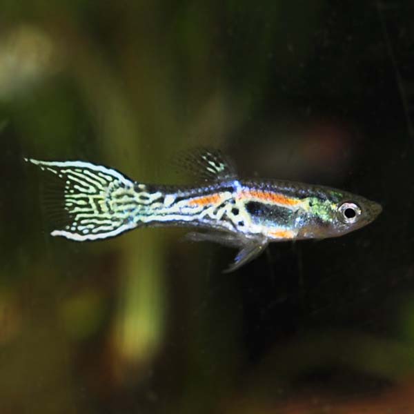 Assorted Endler's Livebearer GUPPY Danaqua Live Fish & More