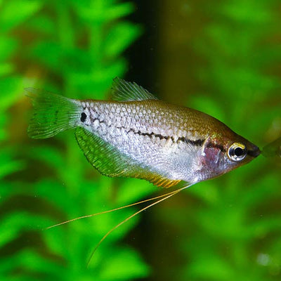 Pearl Gourami (Leeri Gourami) GOURAMI Danaqua Live Fish & More