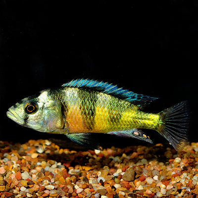 Obliquidens cichlid AFRICAN CICHLIDS Danaqua Live Fish & More