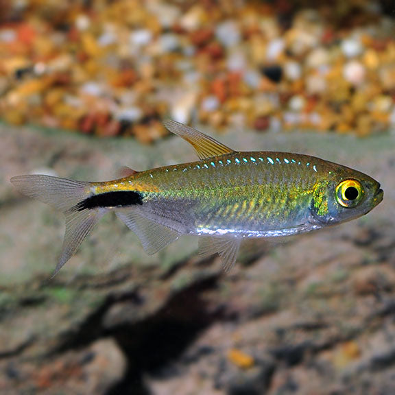 Alestes Tetra TETRA Danaqua Live Fish & More