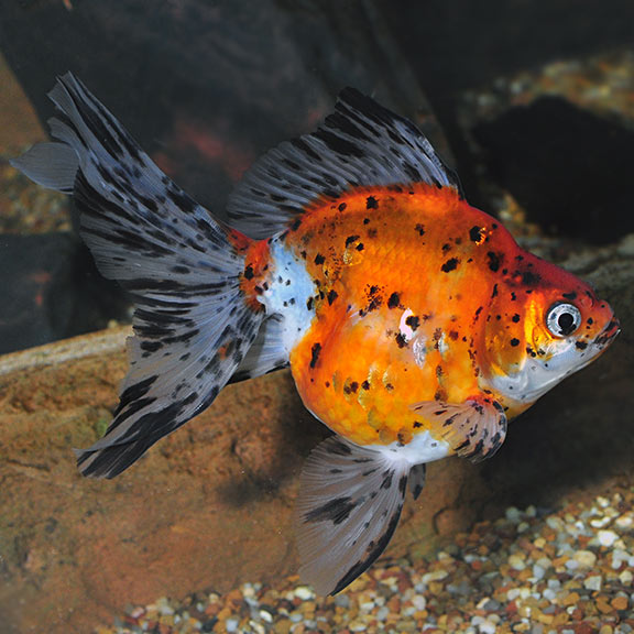 Ryukin Calico GOLDFISH Danaqua Live Fish & More
