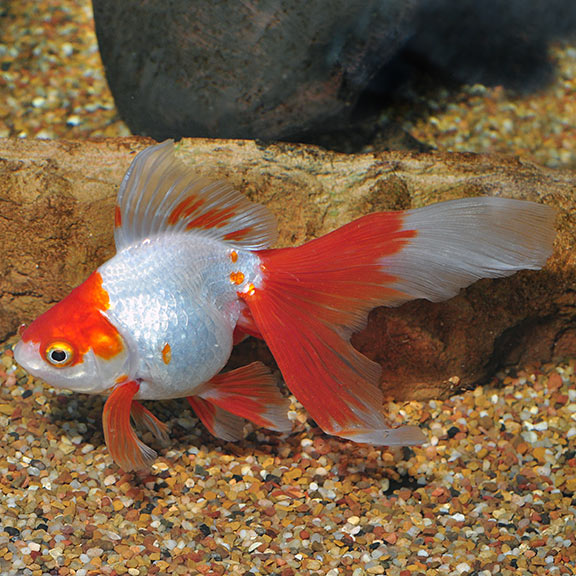 Red & White Ryukin Goldfish 3" GOLDFISH Danaqua Live Fish & More