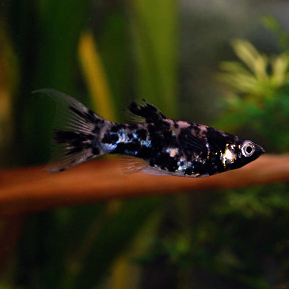 Marble Mollies MOLLY Danaqua Live Fish & More
