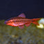 Cherry barbs BARB Danaqua Live Fish & More