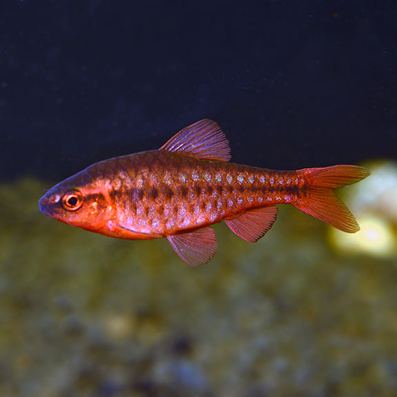 Cherry barbs BARB Danaqua Live Fish & More