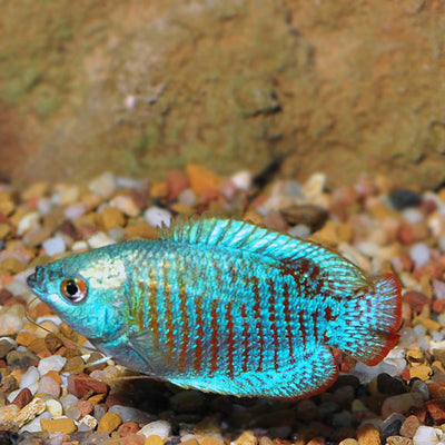 Neon Blue Dwarf Gourami (Trichogaster lalius) GOURAMI Danaqua Live Fish & More