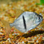 Black Bar Silver Dollar (Myleus schomburgkii) 3" AMERICAN CICHLID Danaqua Live Fish & More
