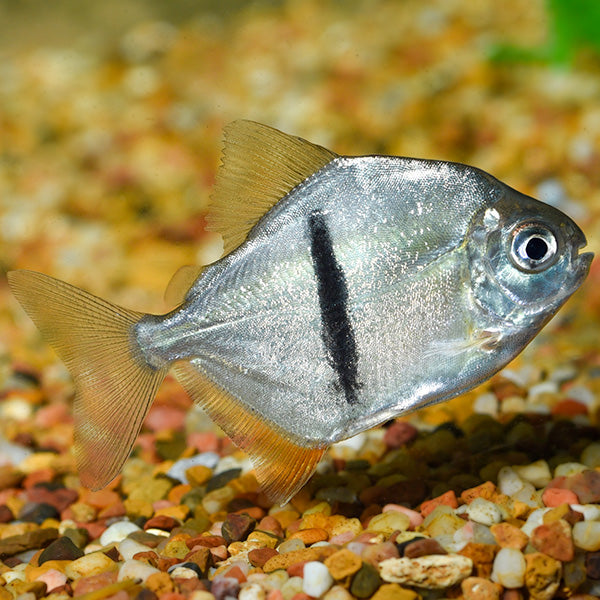 Black Bar Silver Dollar (Myleus schomburgkii) 3" AMERICAN CICHLID Danaqua Live Fish & More