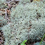 Lichen Covered Moss Moss Shield Wall Exotics