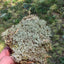 Lichen Covered Moss Moss Shield Wall Exotics