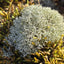 Lichen Covered Moss Moss Shield Wall Exotics