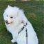 Magnetic Dog Harness with Handle - Easy On, No-Pull Design Pet Harness Up Dog Shop