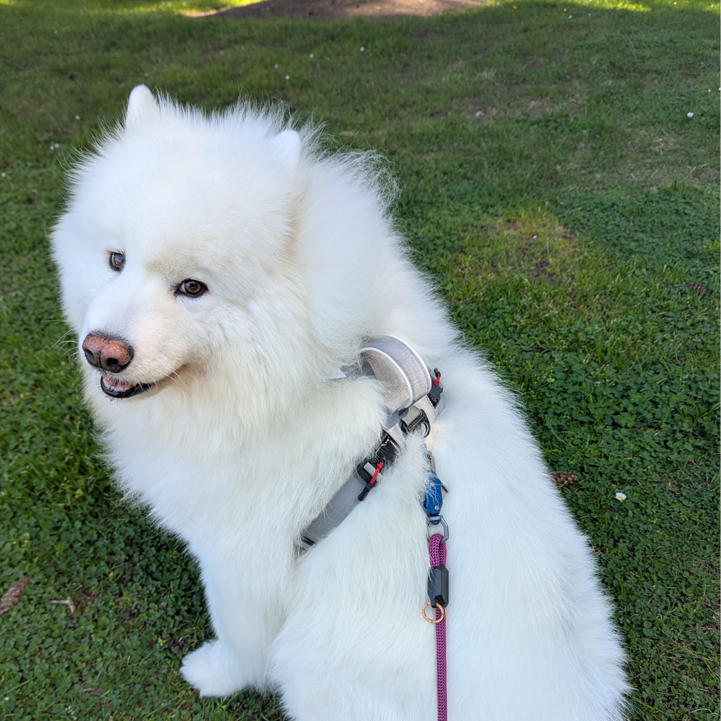 Magnetic Dog Harness with Handle - Easy On, No-Pull Design Pet Harness Up Dog Shop