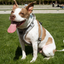 Magnetic Dog Harness with Handle - Easy On, No-Pull Design Pet Harness Up Dog Shop
