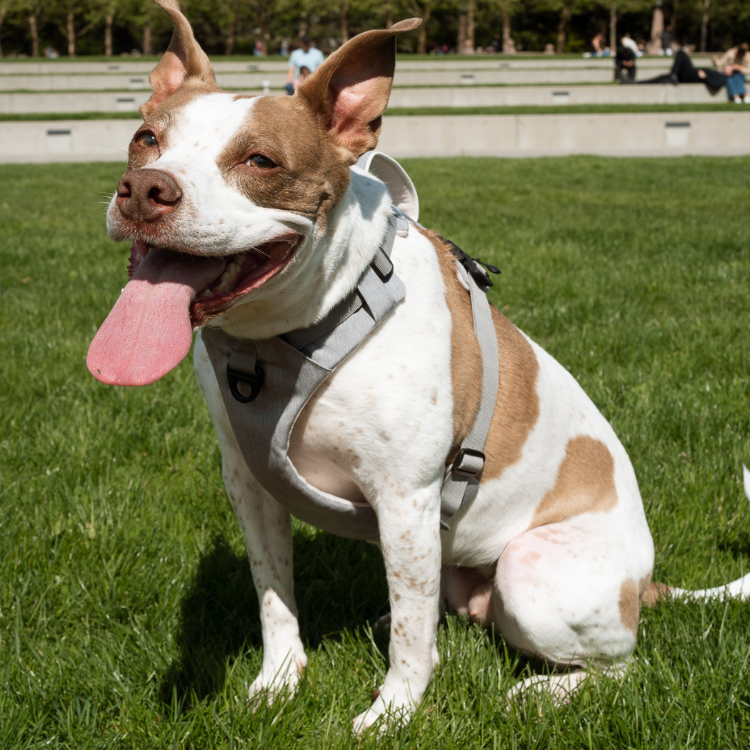 Magnetic Dog Harness with Handle - Easy On, No-Pull Design Pet Harness Up Dog Shop