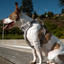 Magnetic Dog Harness with Handle - Easy On, No-Pull Design Pet Harness Up Dog Shop