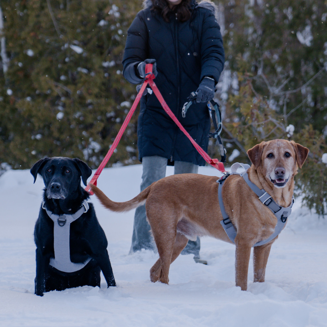 Magnetic Dog Harness with Handle - Easy On, No-Pull Design Pet Harness Up Dog Shop