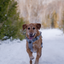 Magnetic Dog Harness with Handle - Easy On, No-Pull Design Pet Harness Up Dog Shop