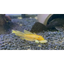 L144 Blue Eye Lemon Bristlenose Pleco (Ancistrus sp) PLECO Danaqua Live Fish & More