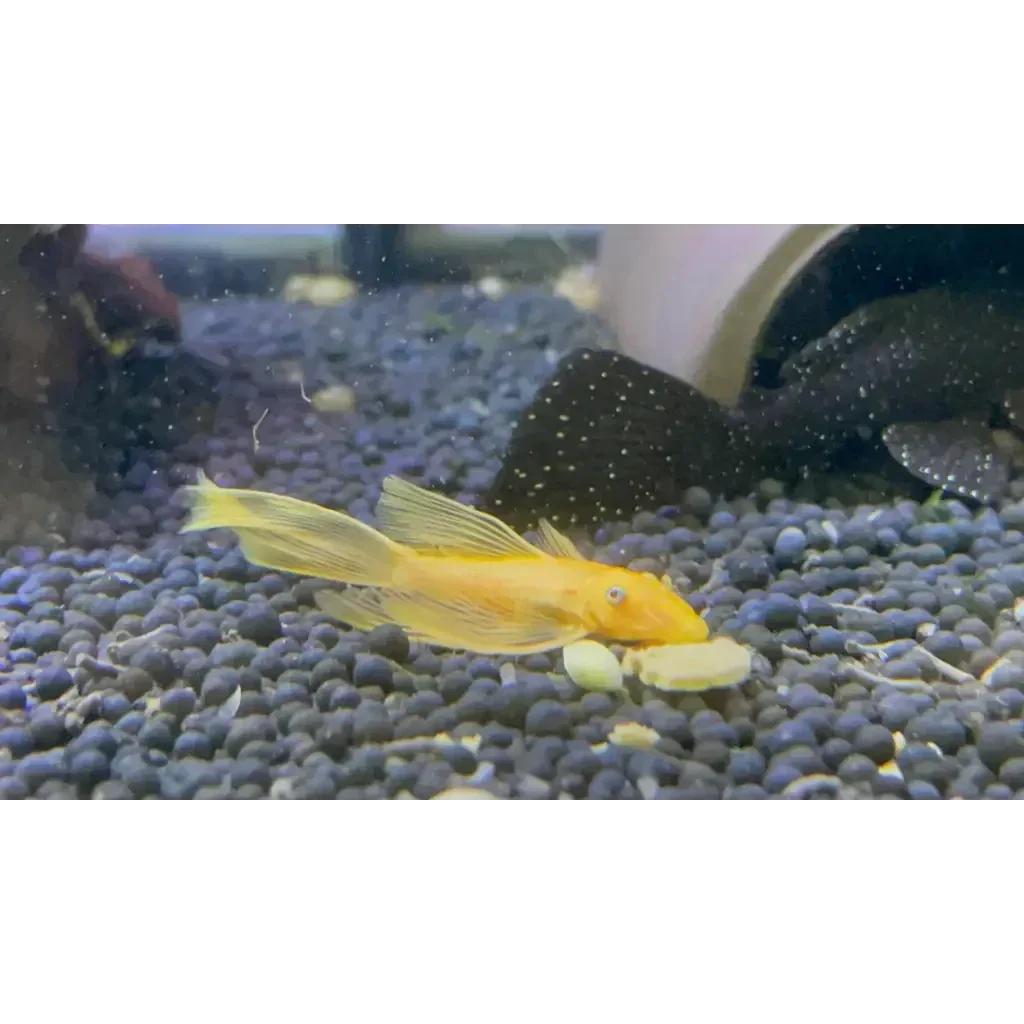 L144 Blue Eye Lemon Bristlenose Pleco (Ancistrus sp) PLECO Danaqua Live Fish & More