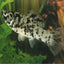 Marble Mollies MOLLY Danaqua Live Fish & More