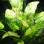 Florida 10 Species Live Aquarium Plants Bundle Aqua Leaf Aquatics
