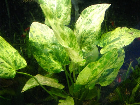 Florida 10 Species Live Aquarium Plants Bundle Aqua Leaf Aquatics