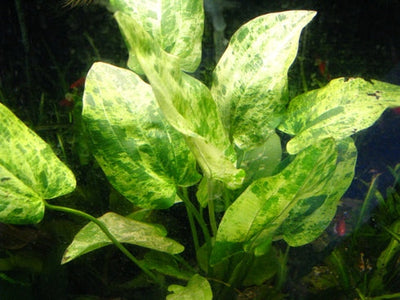 Florida 10 Species Live Aquarium Plants Bundle Aqua Leaf Aquatics