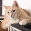 Super Mario Cat Tree Cat Condo Catastrophic Creations