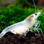 Snow Ball Shrimp SHRIMP Danaqua Live Fish & More