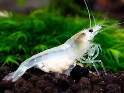 Snow Ball Shrimp SHRIMP Danaqua Live Fish & More