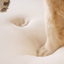 PupRug by Paw.com® Faux Fur Orthopedic Dog Bed - Curve Midnight Black Dog Beds Paw.com