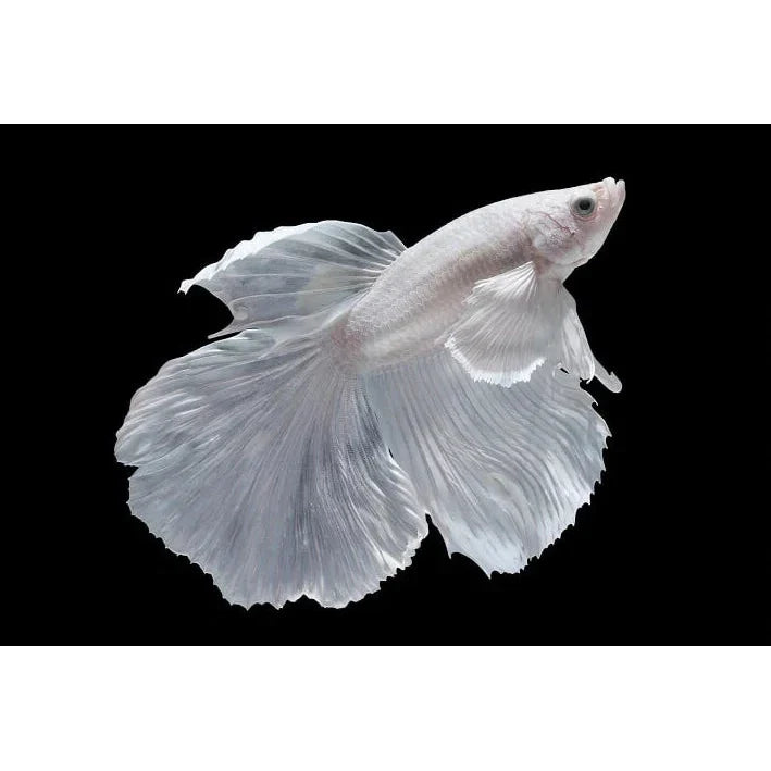 White Halfmoon Betta (Male) BETTA Danaqua Live Fish & More