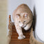 The Expedition - Cat Jungle Gym Wall System Cat Condo Catastrophic Creations