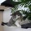 The Gardens - Modern Cat Tree with Plants Cat Condo Catastrophic Creations
