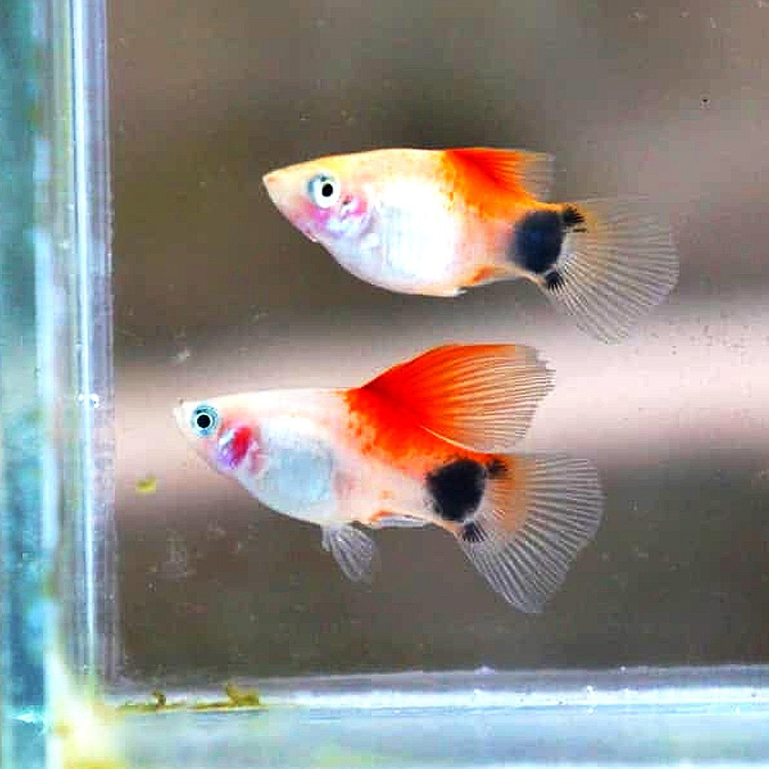 Red & White Mickey Mouse PLATY Danaqua Live Fish & More