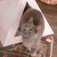 'Rose Quartz' Cardboard Cat Pyramid KittyKardboard