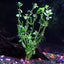 6 Species Aquarium Plants Bundle – Java Fern, Hornwort, Amazon Sword, Moneywort, Ludwigia and Cryptocoryne Aqua Leaf Aquatics